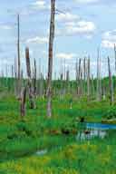 VANCEBORO MAINE SWAMP